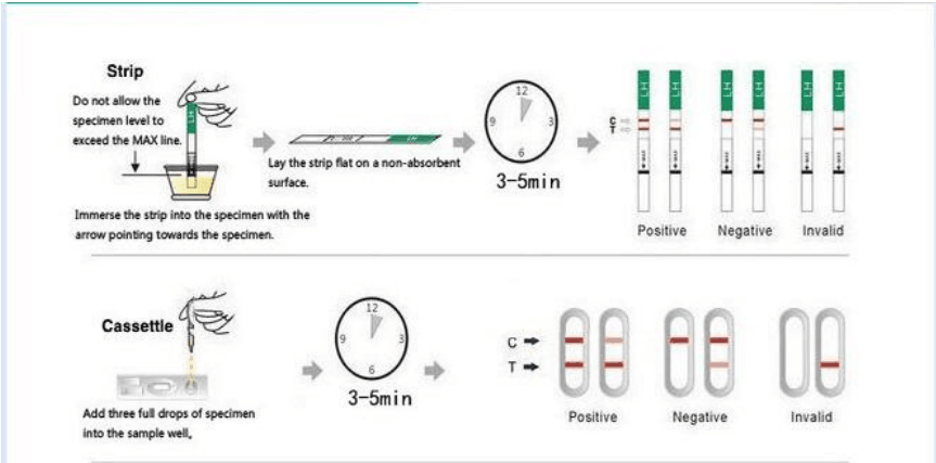 การทดสอบการตั้งครรภ์ในปัสสาวะ Hcg Rapid Test