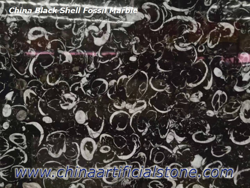 จีน Black Shell Fossill Marble